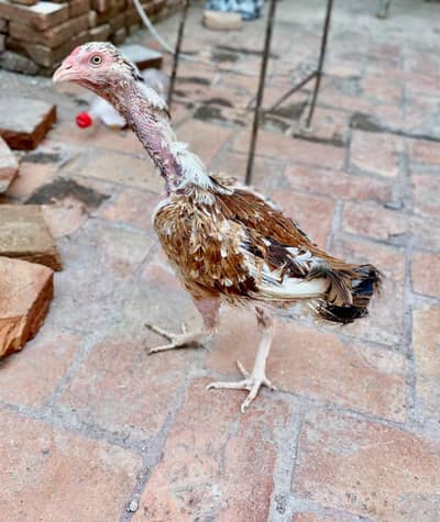 hen with 2 chicks