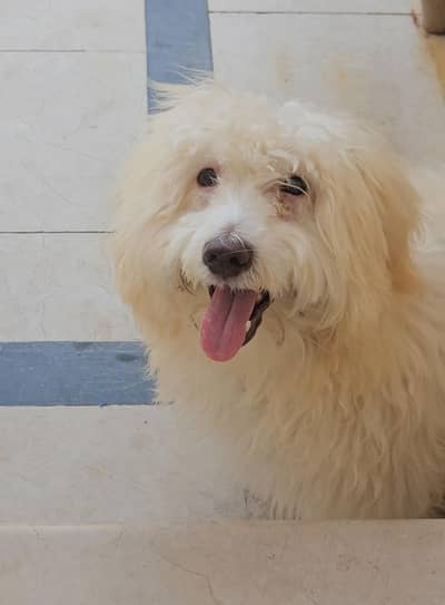 poodle female dog