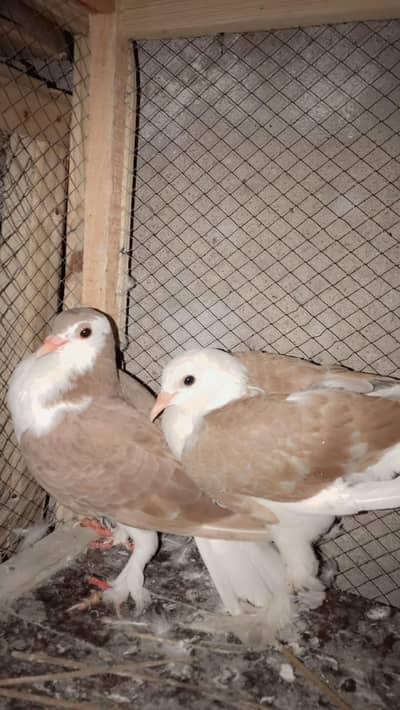 urgent sale bhut achy kabootar hy