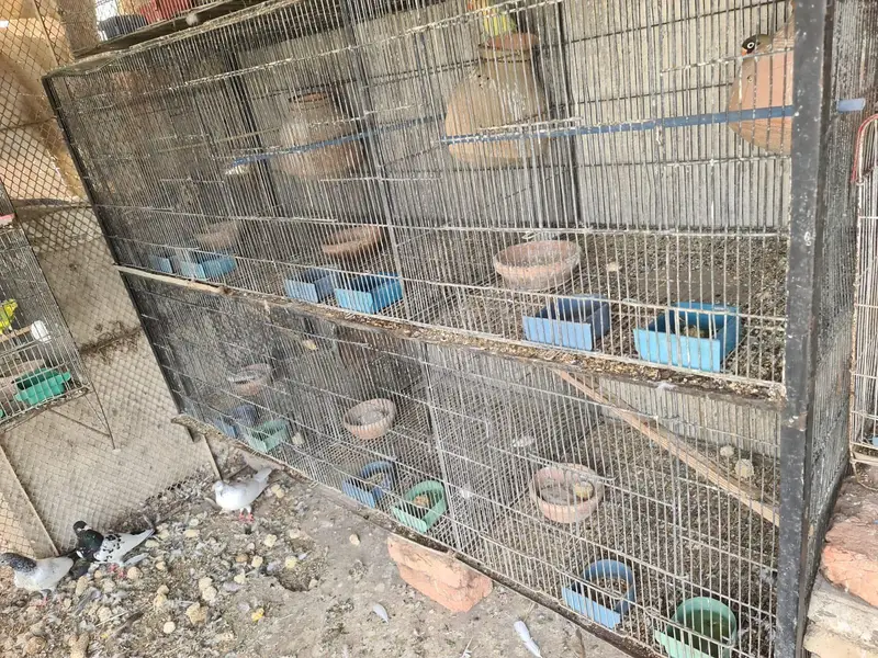 parrot cage 6 khane 2×2 — photo 2