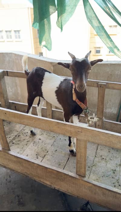Teddy bakri for sale best pair for ablak breeding bakri