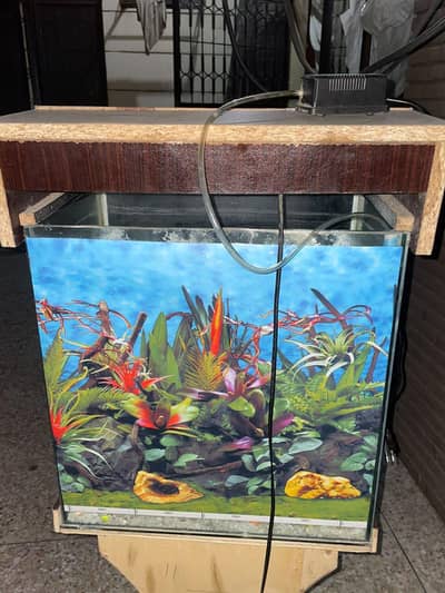 fish aquarium