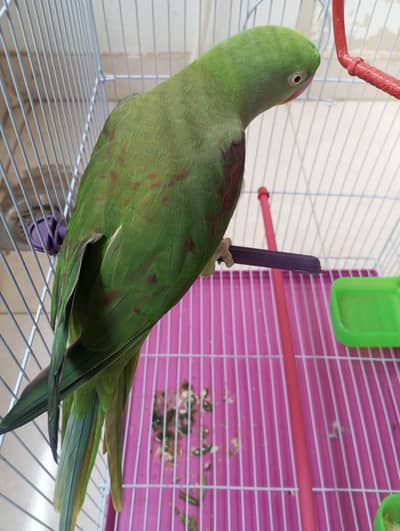 Ringneck and Raw