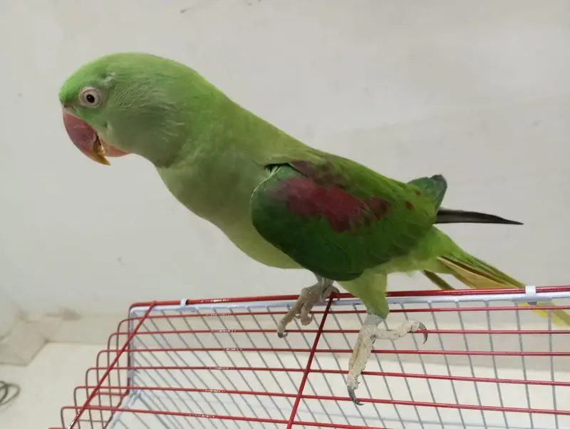 Ringneck and Raw — photo 2