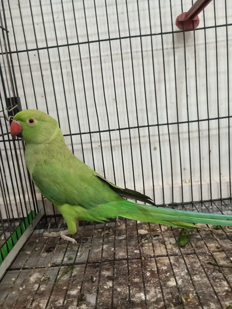 Ringneck and Raw — photo 3