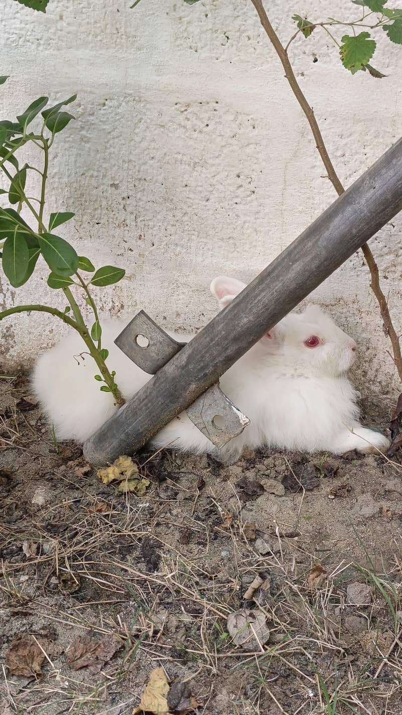 Angora Rabbit 0