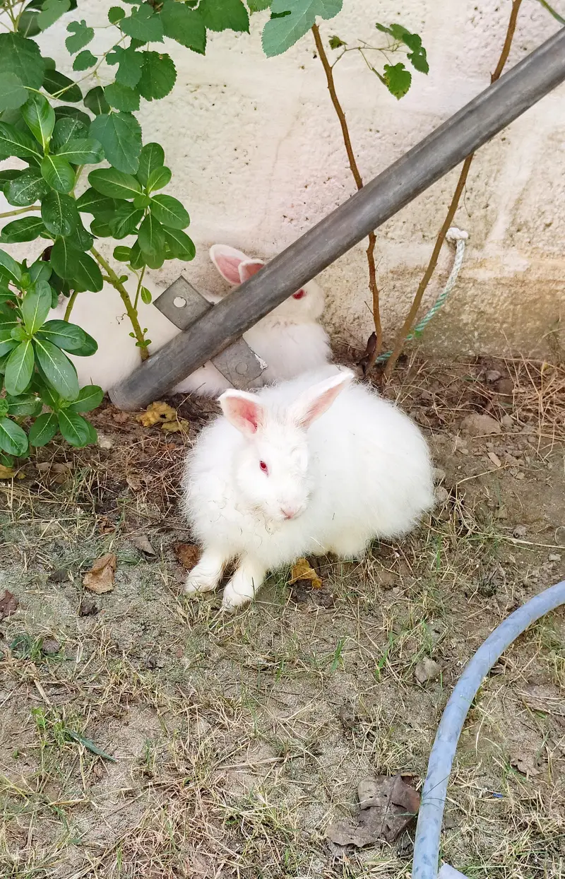 Angora Rabbit — photo 2