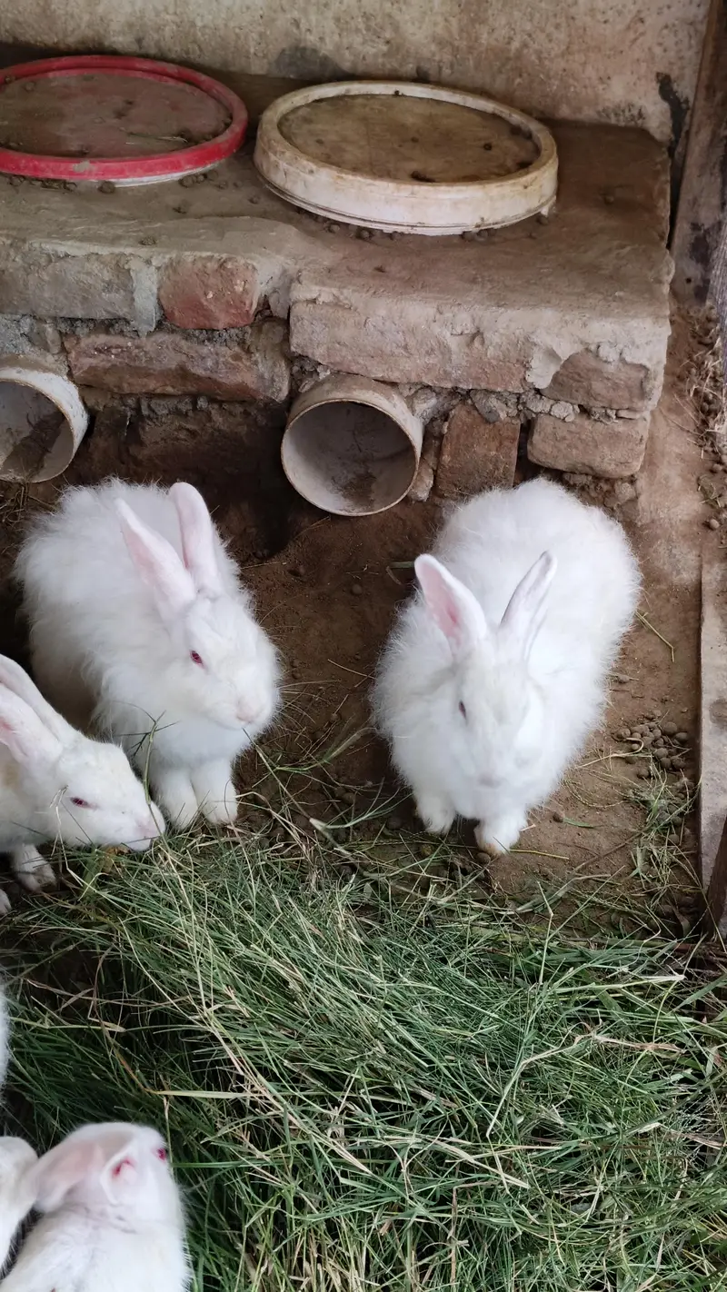 Angora Rabbit — photo 3