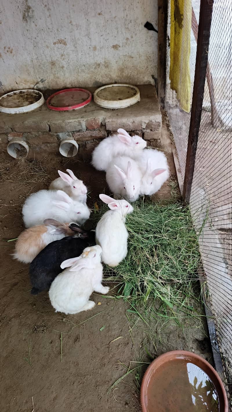 Angora Rabbit 3