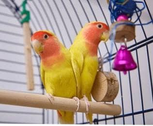 love birds parrot pair, 0302 757 1740