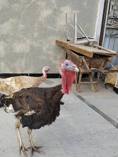 Turkey pair for sale