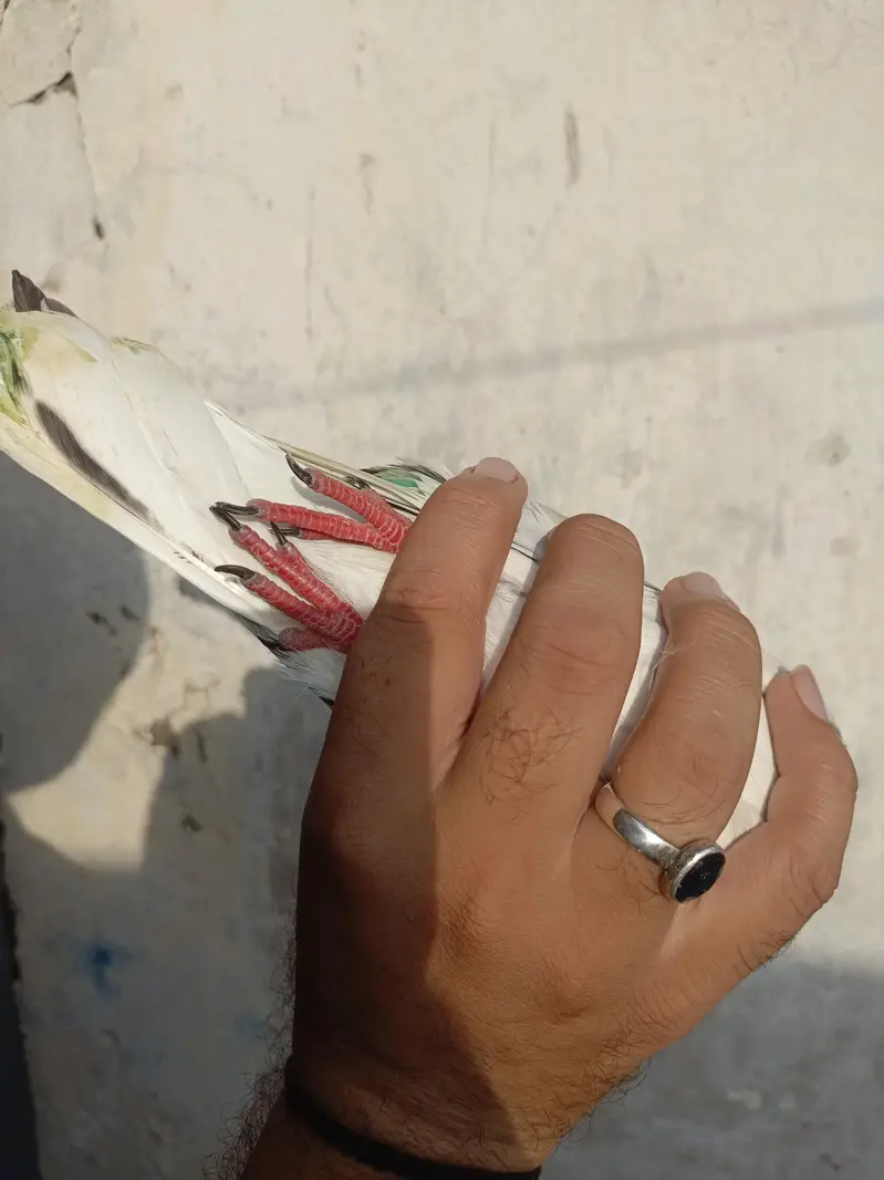 Golden or siyalkoti — photo 12