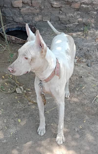 pure kohati gultair dog for sale