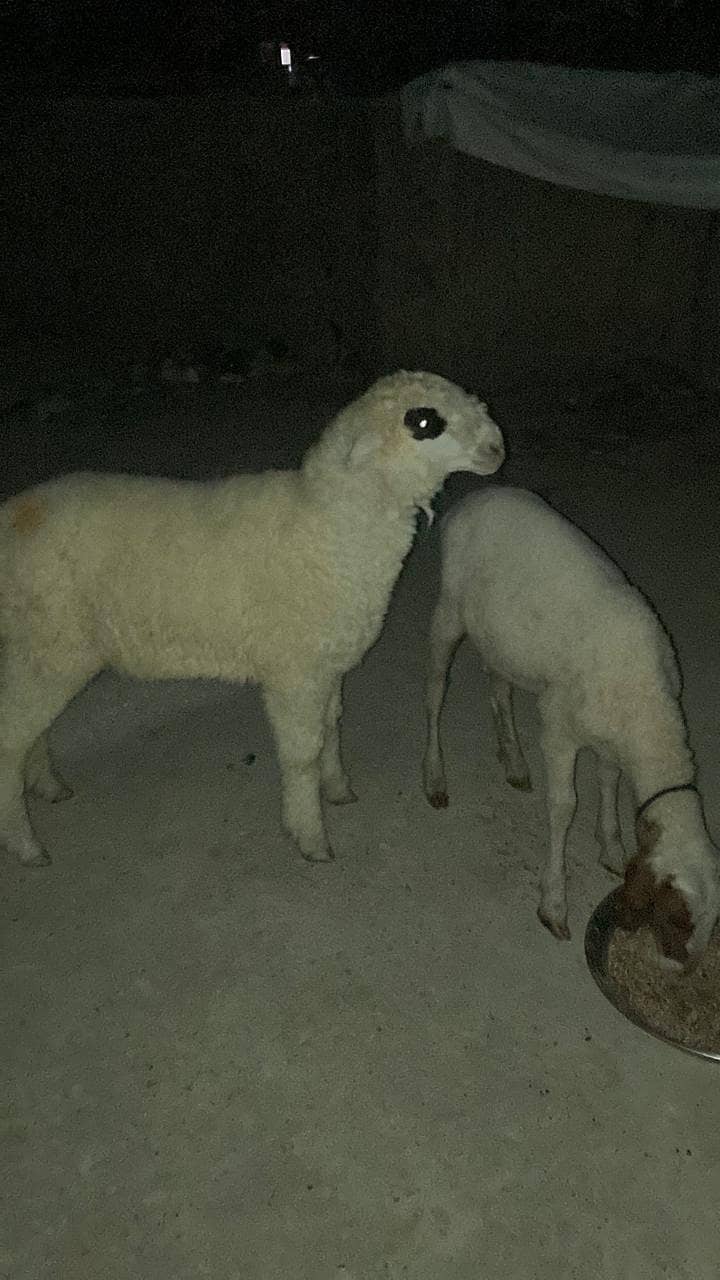 Dhumba 3