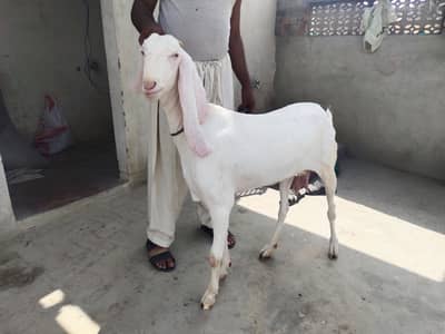 Muhammad puri female