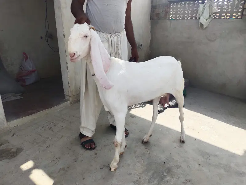 Muhammad puri female — photo 2