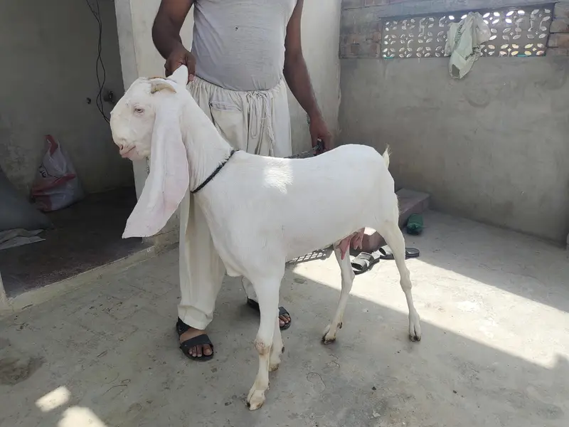 Muhammad puri female — photo 3