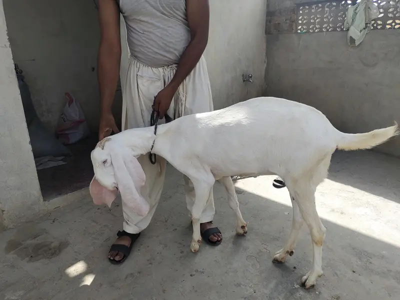 Muhammad puri female — photo 4
