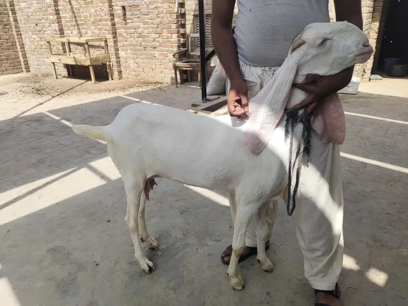 Muhammad puri female — photo 5