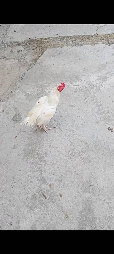 for sale