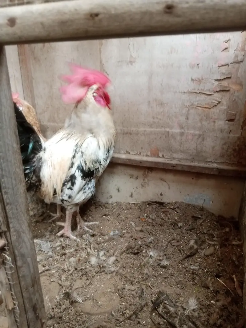 hen and kok — photo 2