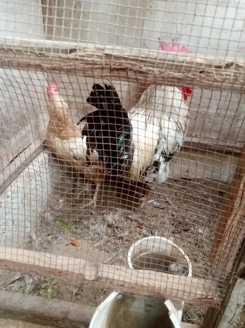 hen and kok — photo 4