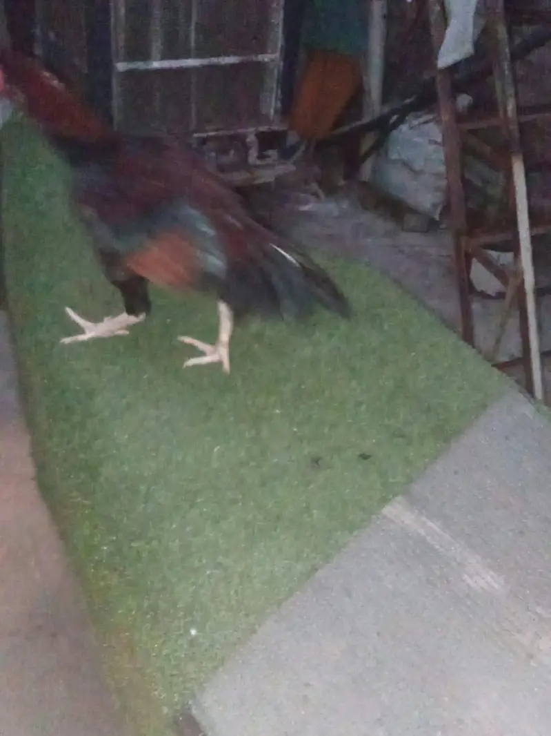 pair of 2 hens read description — photo 2