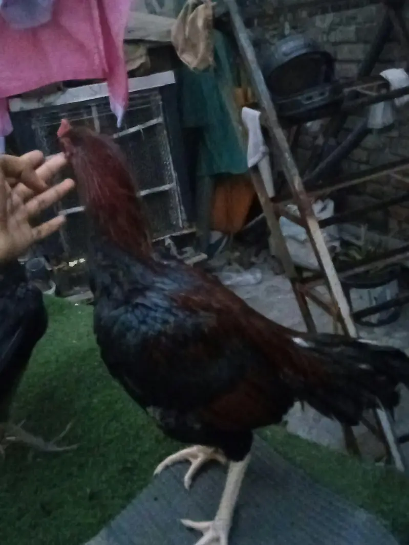 pair of 2 hens read description — photo 4