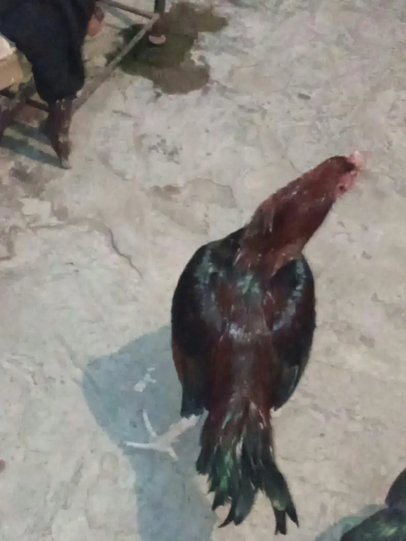pair of 2 hens read description — photo 5