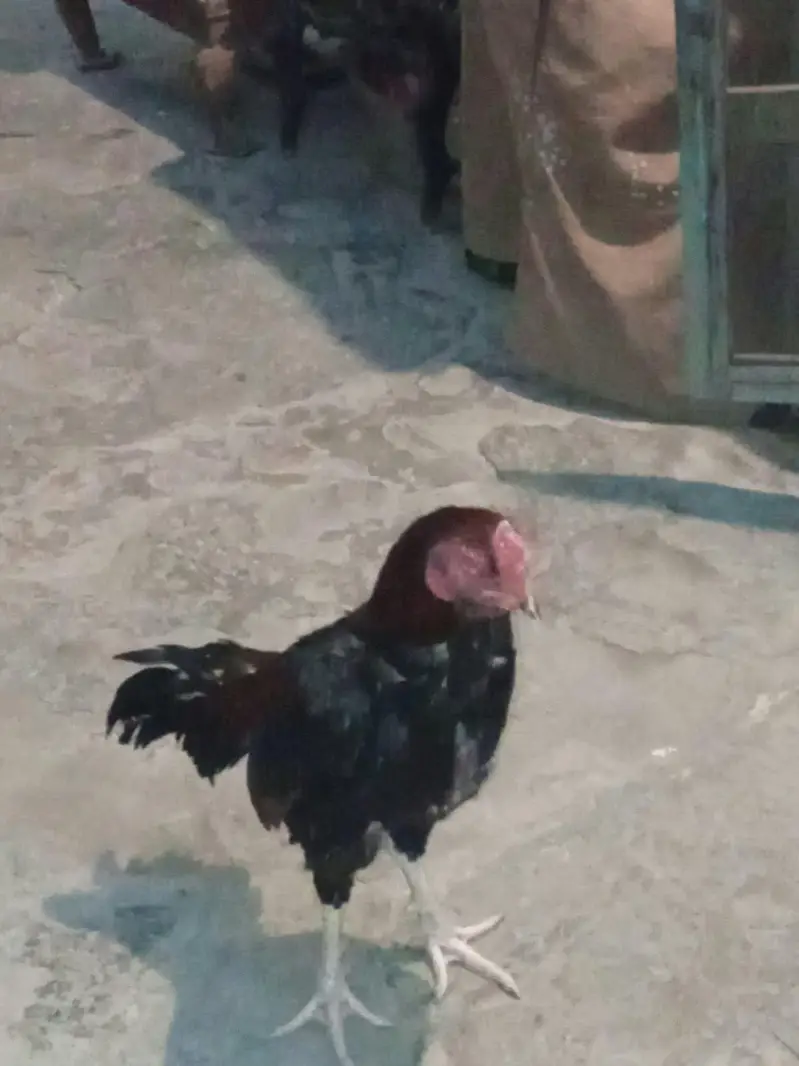 pair of 2 hens read description — photo 6