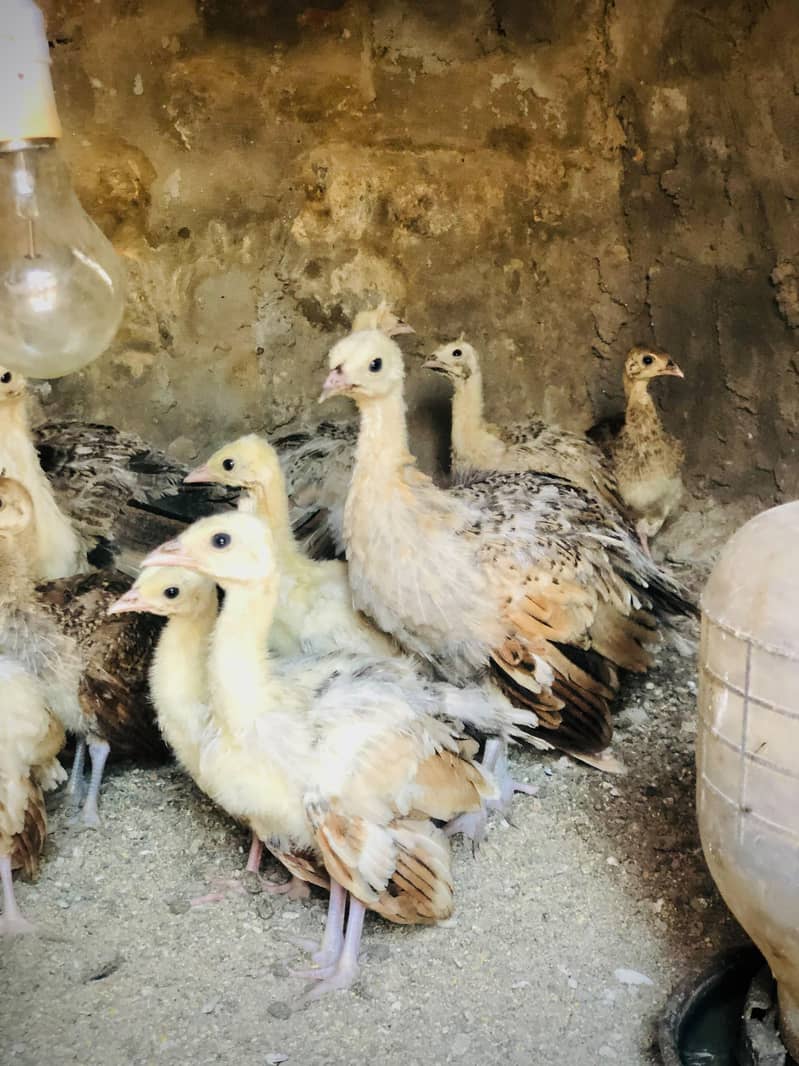 Peacocks 7
