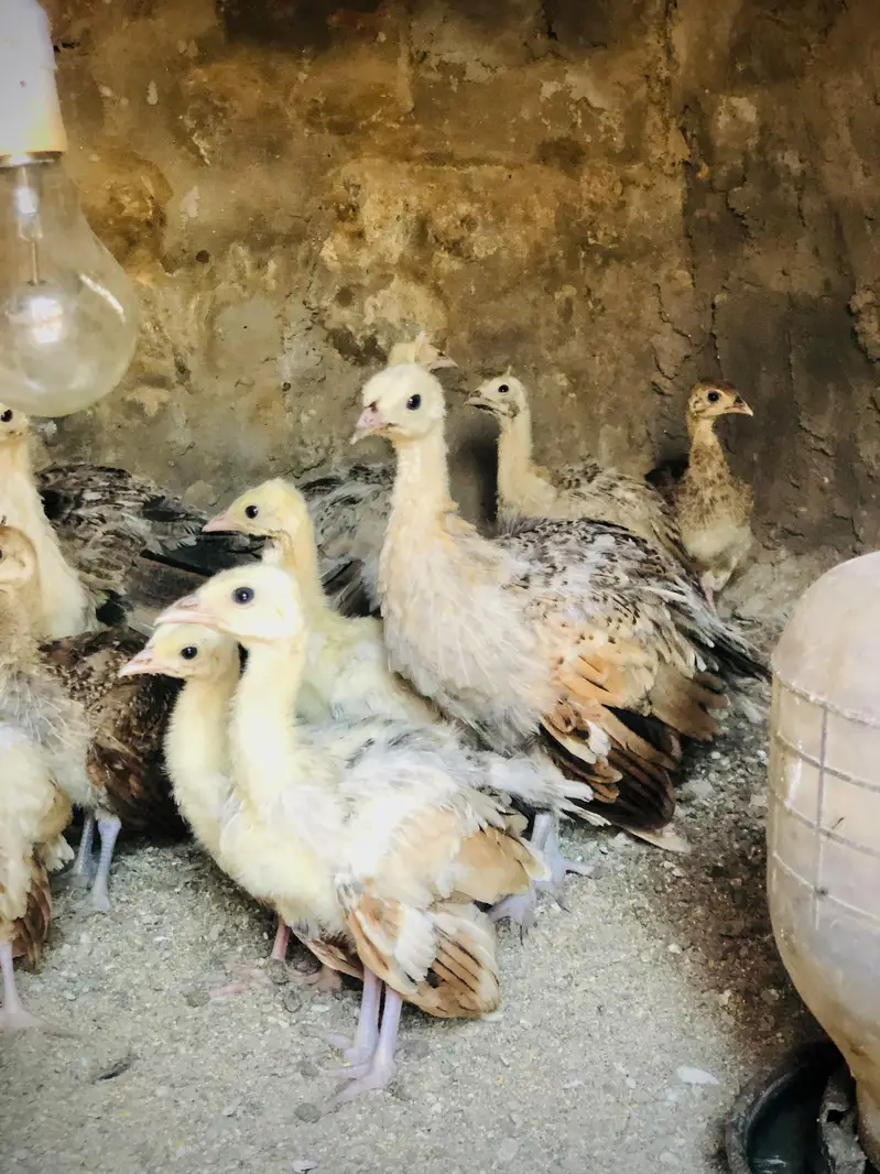 Peacocks — photo 8
