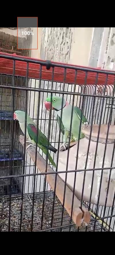 Raw parrot pair with cage