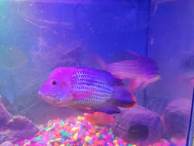 Red-finned Sultan Fish+green terror Flowerhorn cichlid