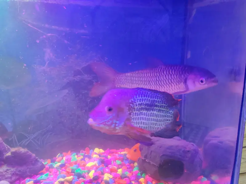 Red-finned Sultan Fish+green terror Flowerhorn cichlid — photo 2