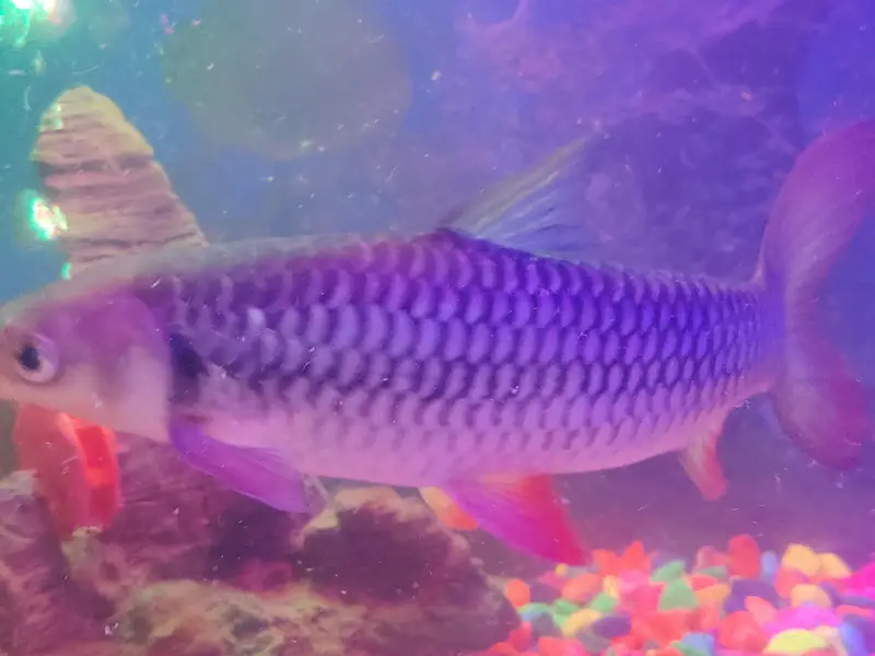 Red-finned Sultan Fish+green terror Flowerhorn cichlid — photo 3