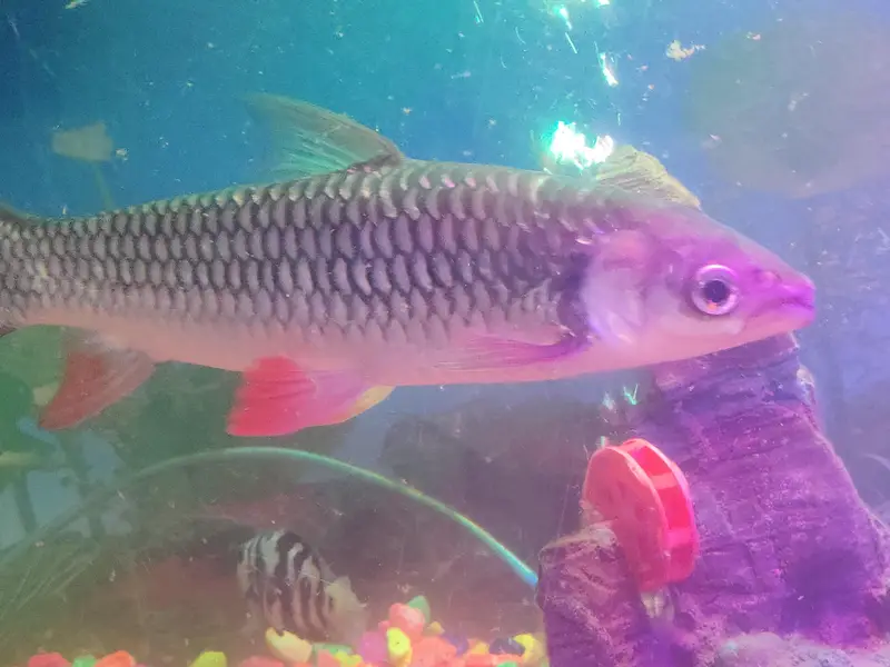 Red-finned Sultan Fish+green terror Flowerhorn cichlid — photo 4
