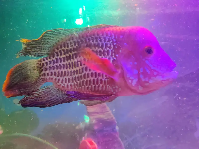 Red-finned Sultan Fish+green terror Flowerhorn cichlid — photo 5