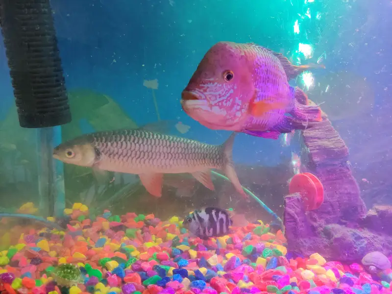 Red-finned Sultan Fish+green terror Flowerhorn cichlid — photo 6
