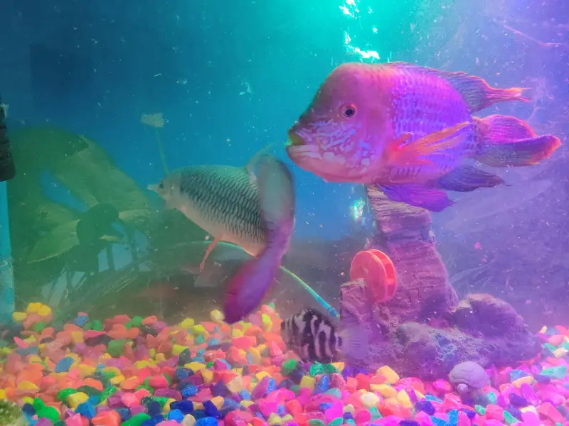 Red-finned Sultan Fish+green terror Flowerhorn cichlid — photo 7