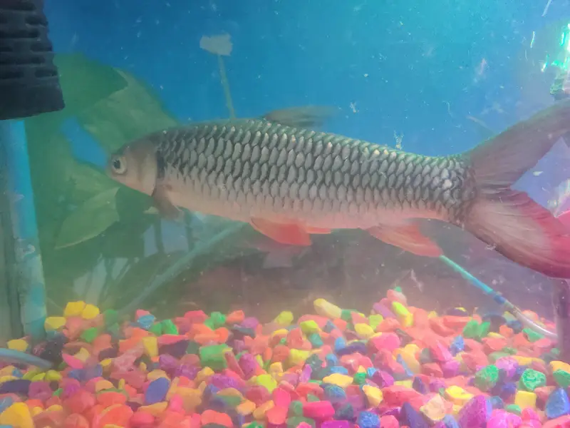 Red-finned Sultan Fish+green terror Flowerhorn cichlid — photo 8