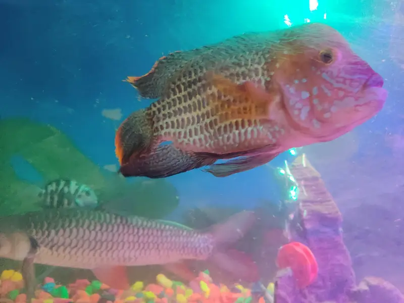 Red-finned Sultan Fish+green terror Flowerhorn cichlid — photo 9