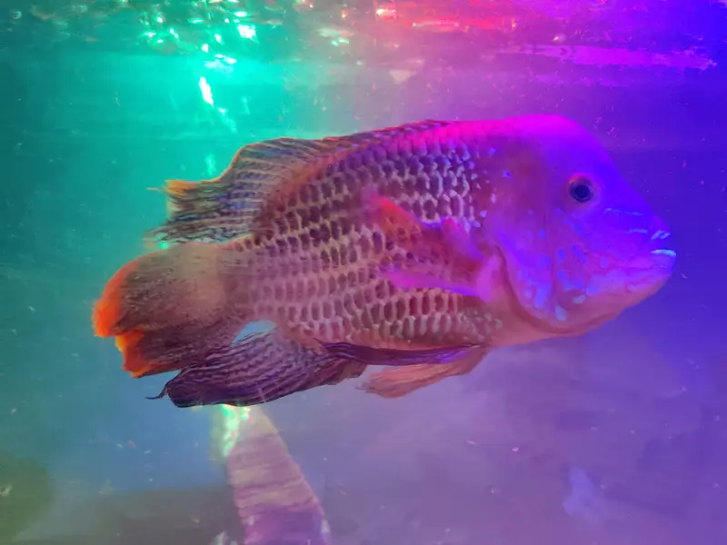 Red-finned Sultan Fish+green terror Flowerhorn cichlid — photo 10