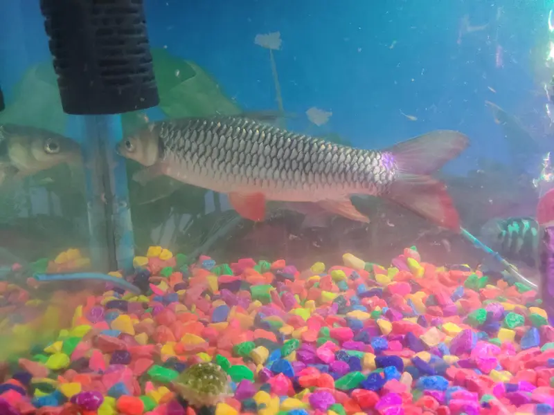 Red-finned Sultan Fish+green terror Flowerhorn cichlid — photo 11