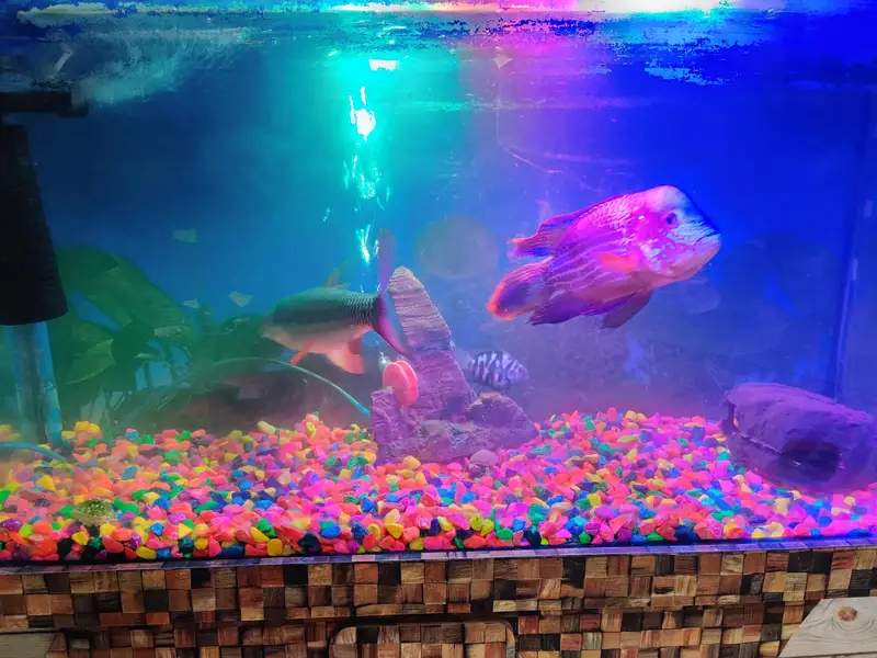 Red-finned Sultan Fish+green terror Flowerhorn cichlid — photo 12