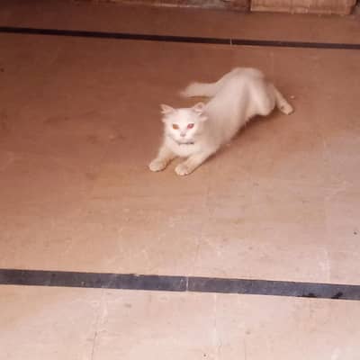 persian