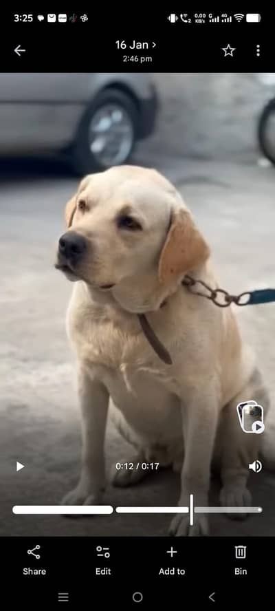Healthy active labra male