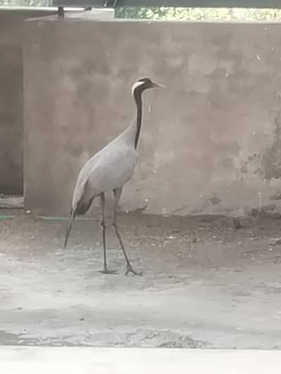 Grey Heron (Ardea cinerea