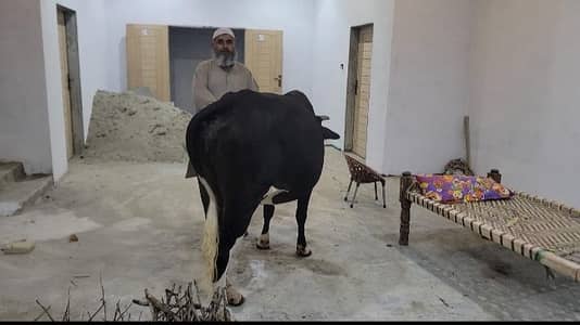 ye ghai hai dosra time hai.