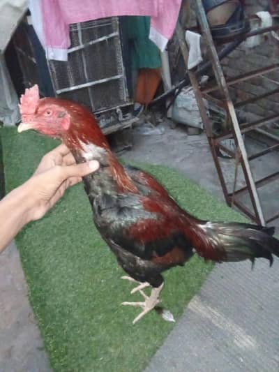 pair of 2 hens